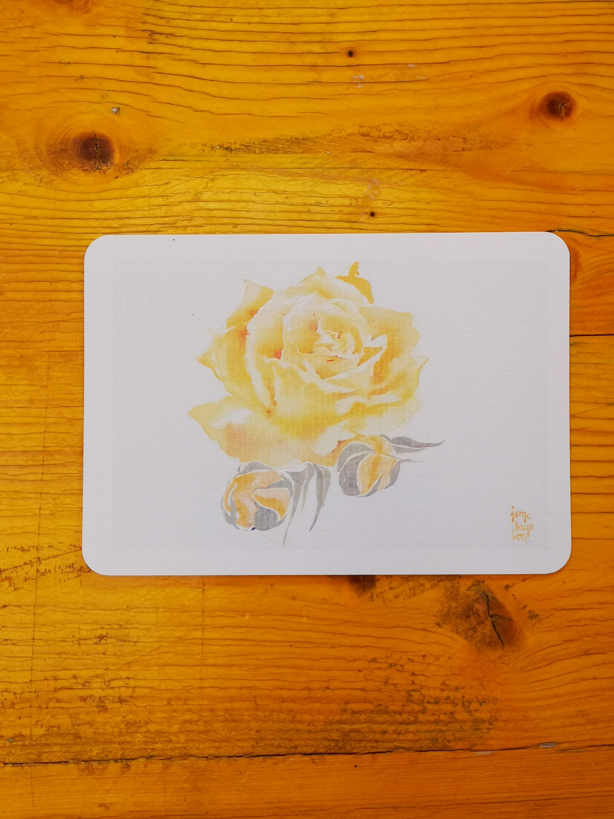 Cuatro postales de rosas · Basadas en acuarelas originales de Jorge Bayo Lon